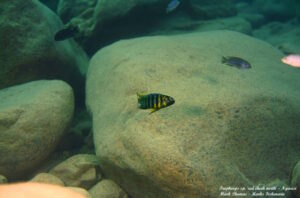 Tropheops sp. 'red cheek north' Ngwasi